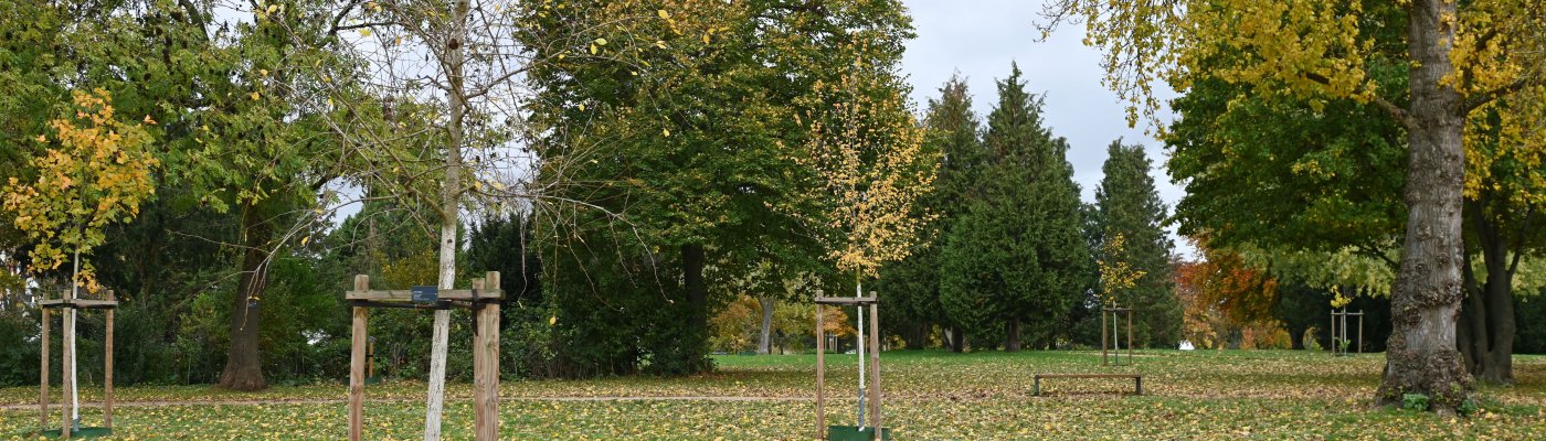 Jungbäume in einem Park